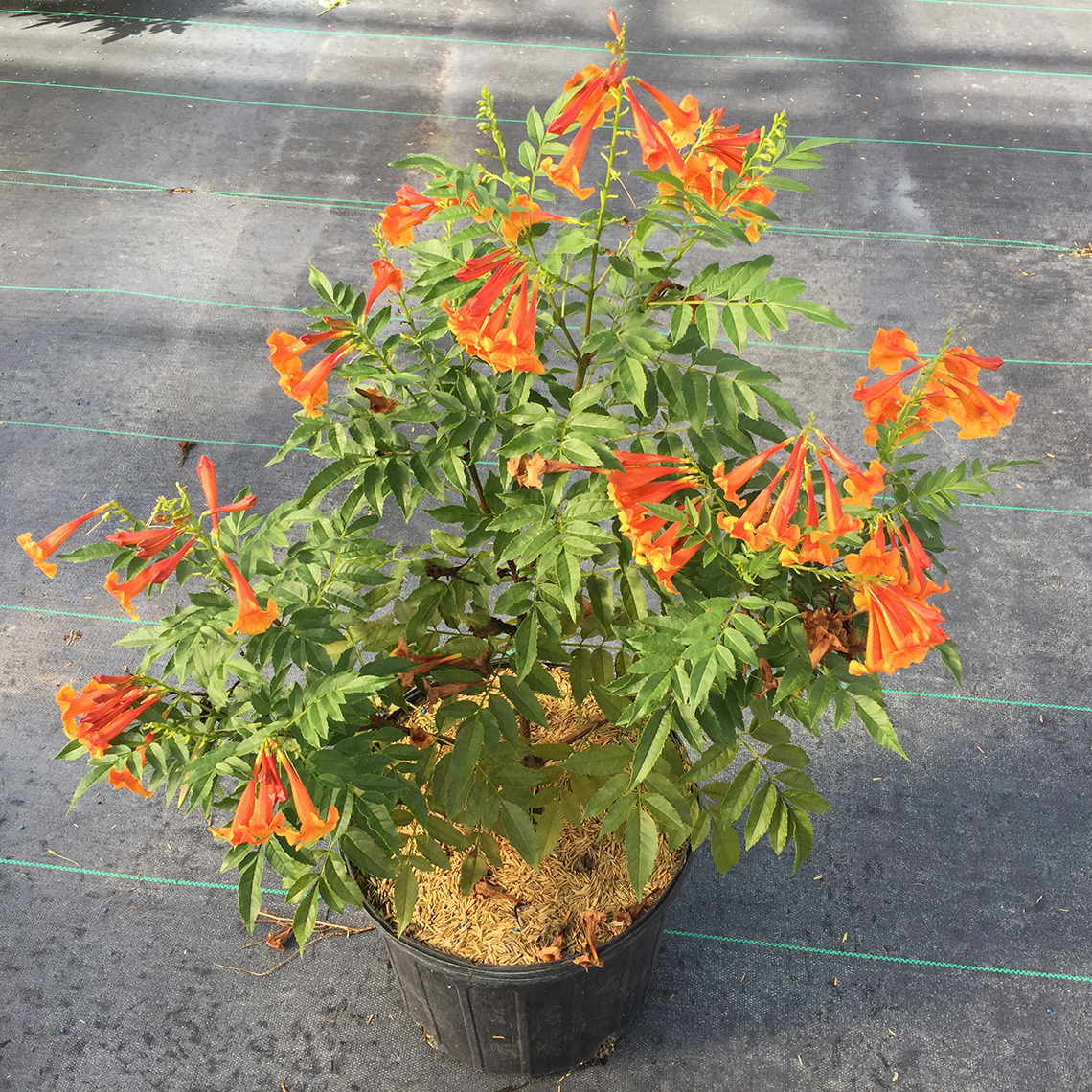 Tecoma Chicklet Orange's neat habit in small planter with orange flowers in summer.