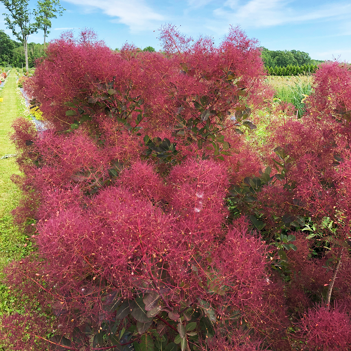 The large pink plumes of Velvet Fog Cotinus