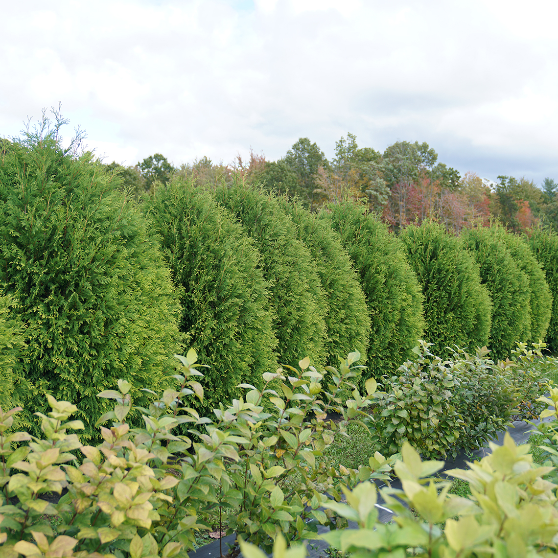 A hedge made from Thuja Cheer Drops.