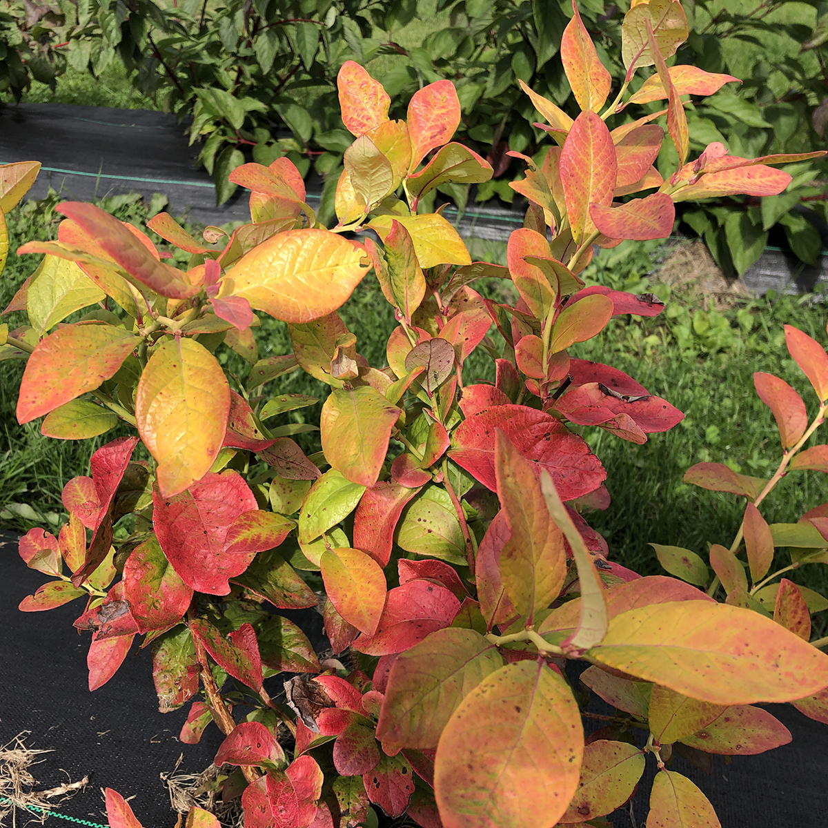 Closeup of the colorful foliage of Sky Dew Gold ornamental blueberry. 