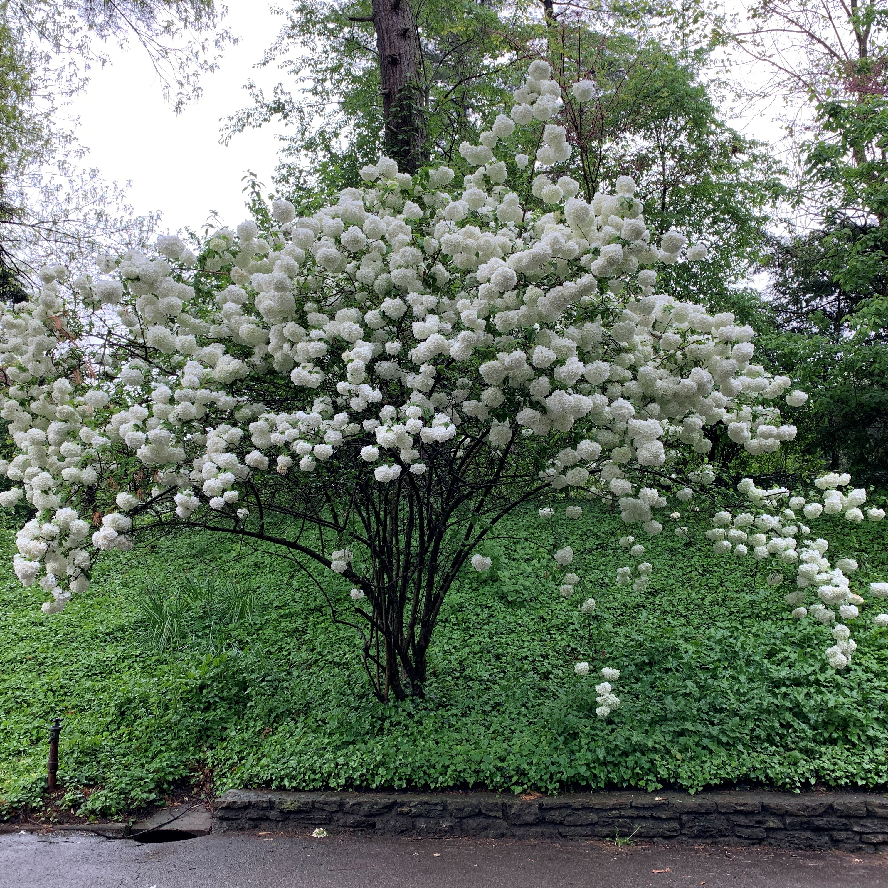 A mature specimen of snowball viburnum in full bloom, covered in white snowball flowers. 
