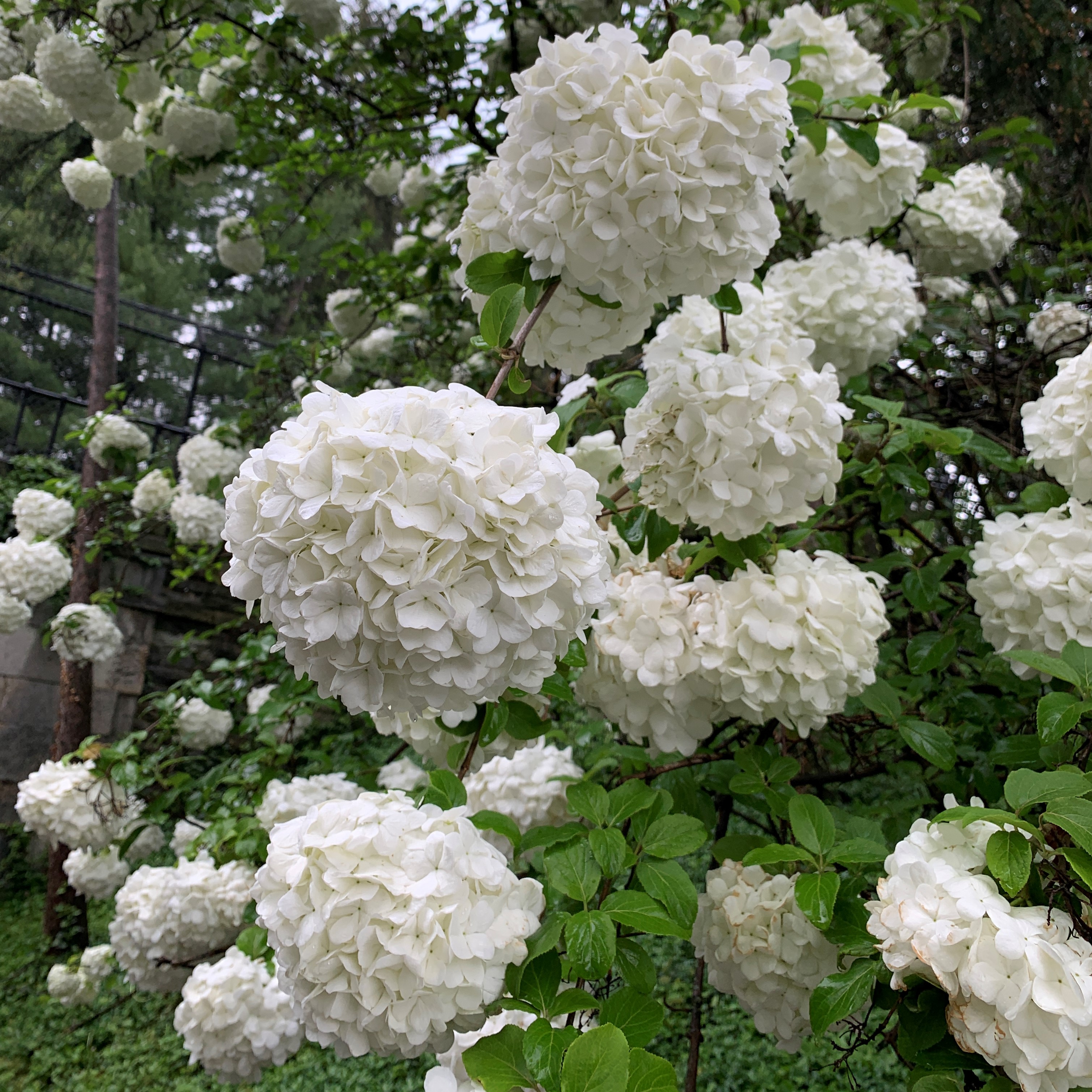 Snowball viburnum lives up to its name with huge round flower heads that look like snowballs. 
