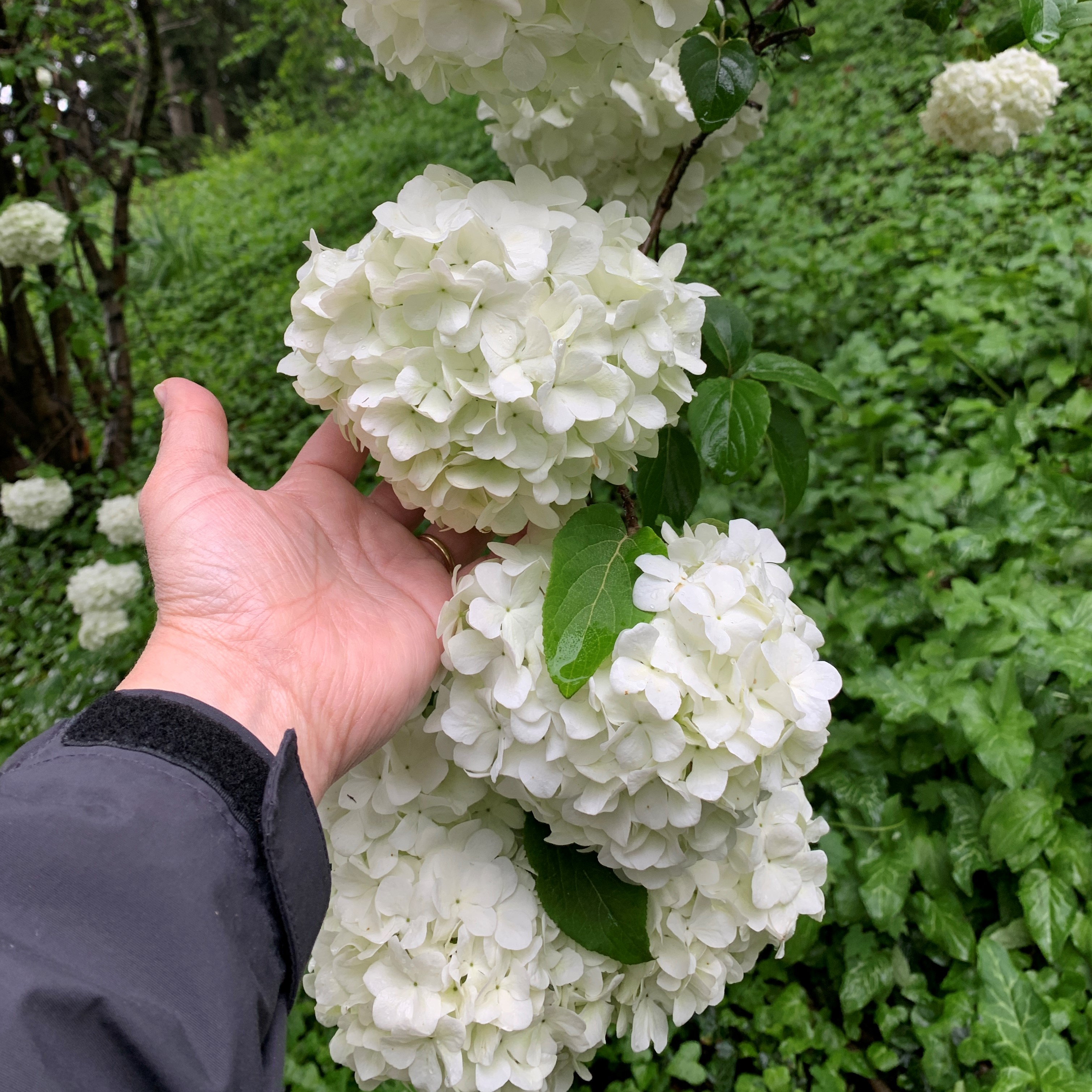 Flowers of snowball viburnum with a woman's hand holding one of them to show the scale.