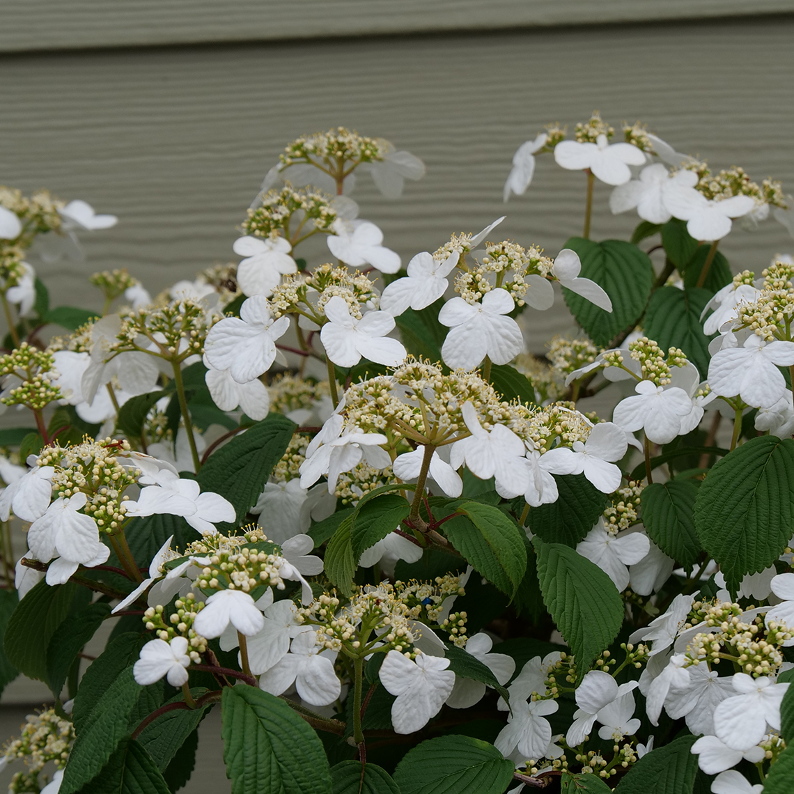 Close up of Steady Eddy's strong white blooms