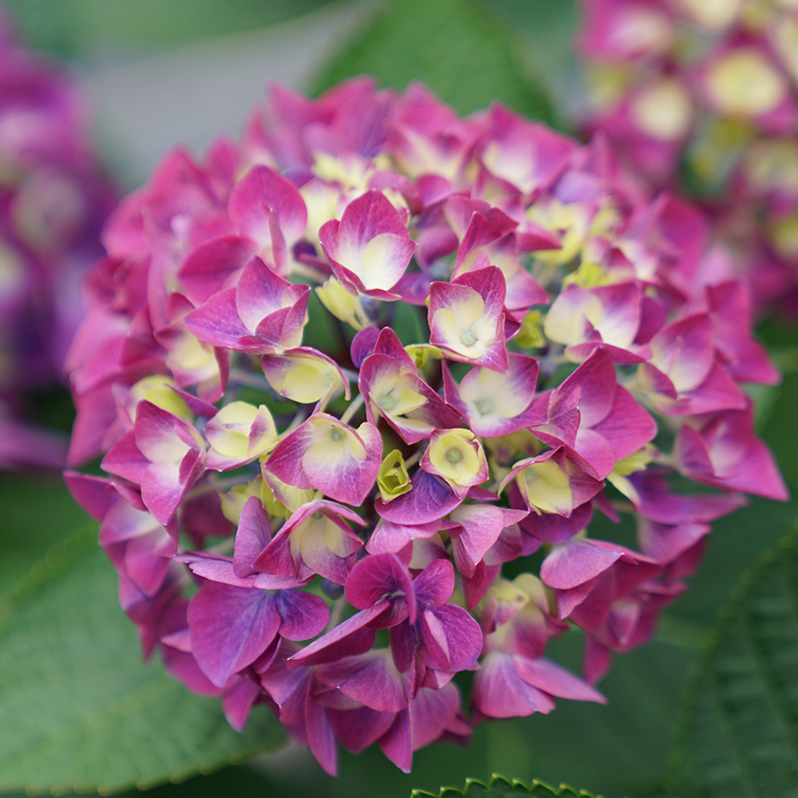 A single bloom of Wee Bit Giddy hydrangea with purple coloration