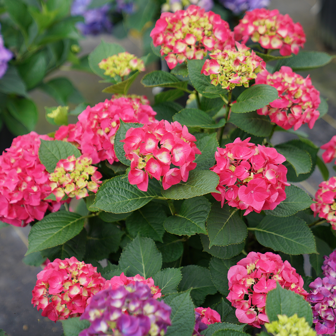 Wee Bit Giddy hydrangea macrophylla blooming a saturated pink color