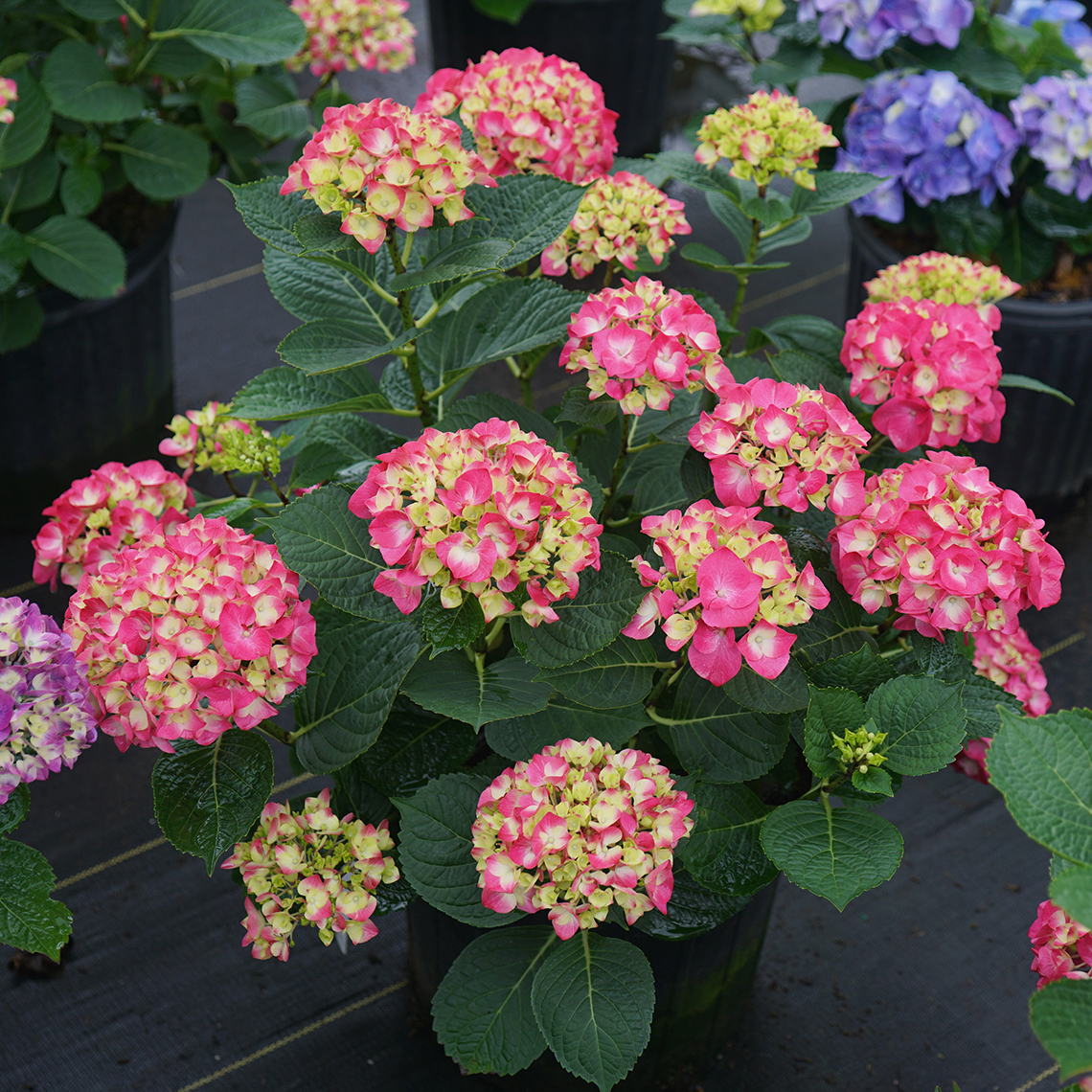 Wee Bit Giddy hydrangea covered in large pink mophead flowers