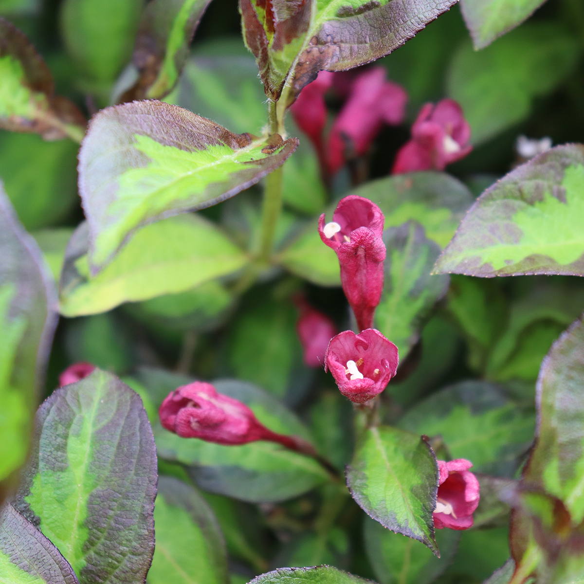 close up of the pink flowers on Vinho Verde weigela