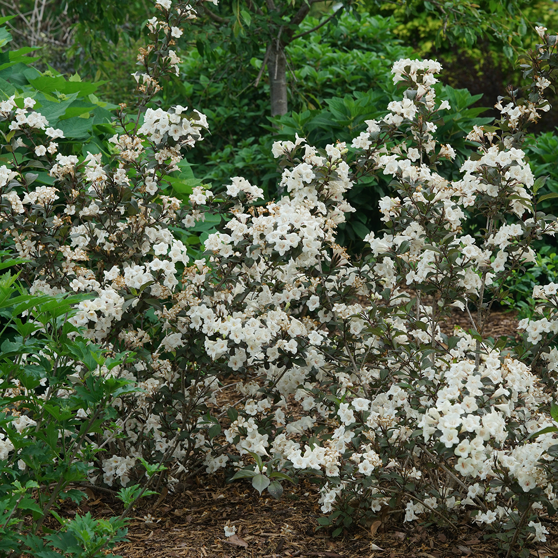 Wine and Spirits weigela covered in white flowers