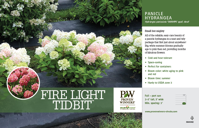 Fire Light Tidbit Hydrangea Benchcard Spring Meadow Nursery