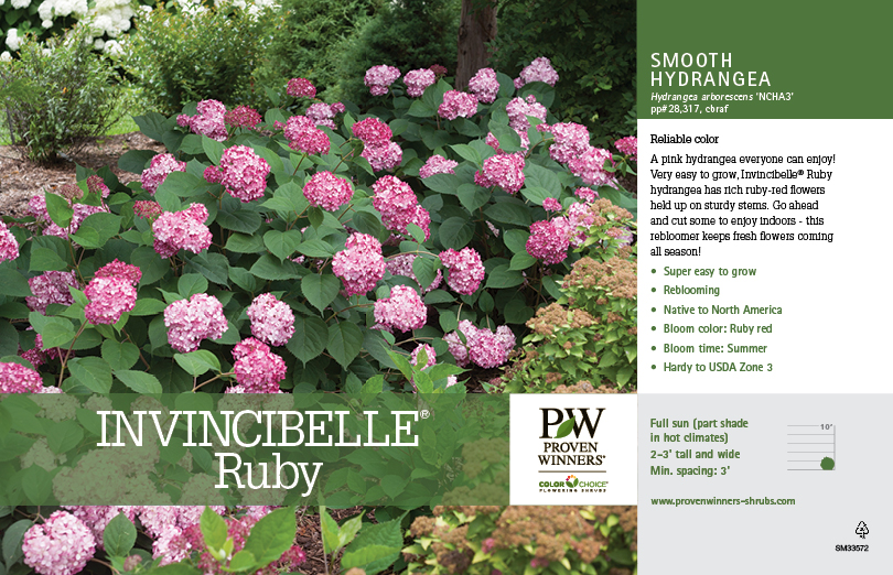 Proven Winners® ColorChoice® Invincibelle® Ruby Hydrangea retail ...