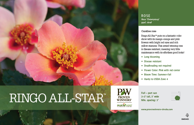 Ringo All-Star™ Rosa Benchcard - Spring Meadow Nursery
