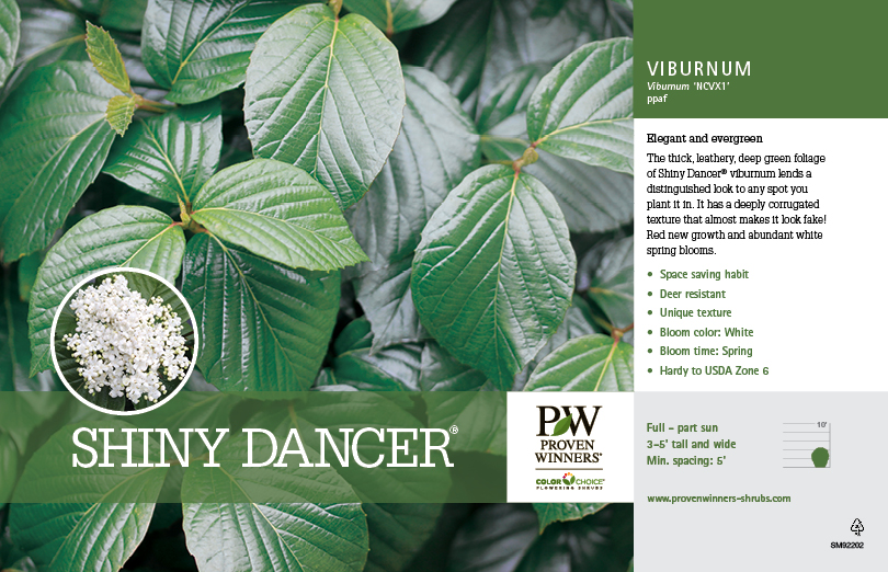 springmeadownursery.com Shiny Dancer ® Viburnum Benchcard - Spring Meadow N...
