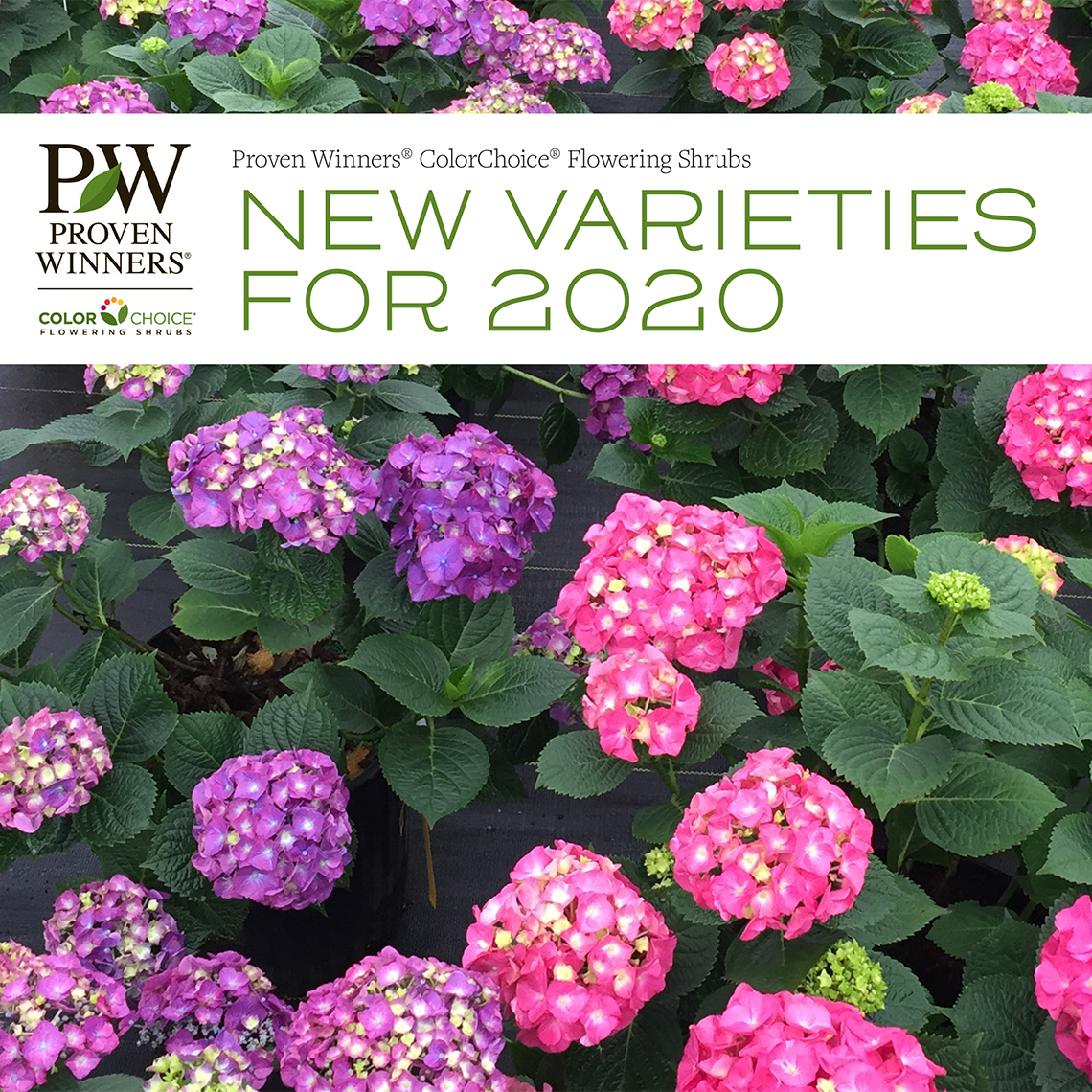 Preview of 2020 New Proven Winners ColorChoice Shrubs Book PDF