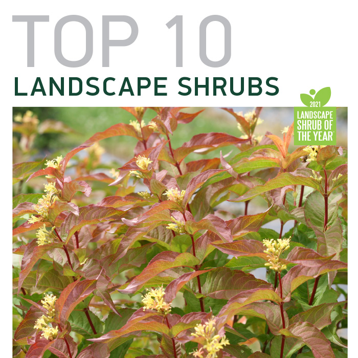 Preview of Top 10 Landscape Shrubs - 2021 PDF