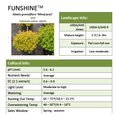 Preview of Funshine® Abelia grower sheet PDF
