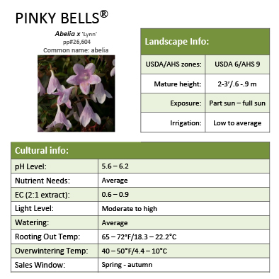 Preview of Pinky Bells® Abelia PDF