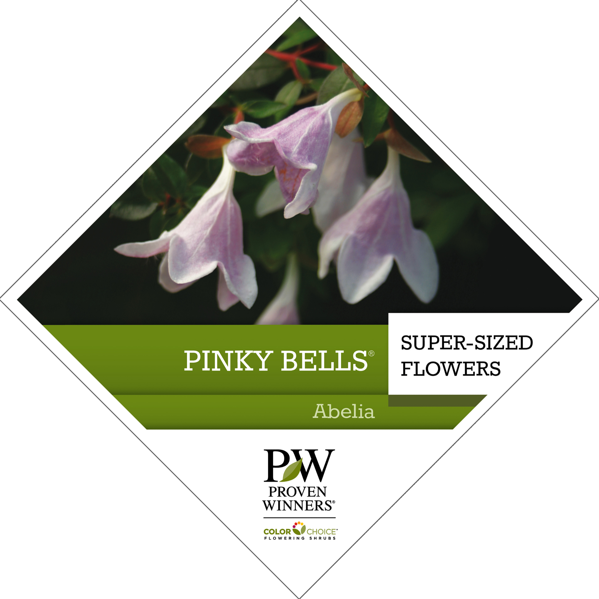 Preview of Pinky Bells® Abelia PDF