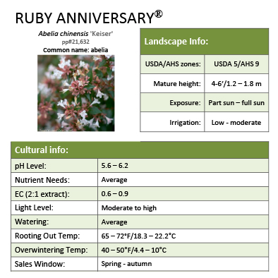 Preview of Ruby Anniversary® Abelia grower sheet PDF