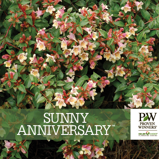 Preview of Sunny Anniversary® Abelia bench card PDF