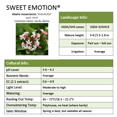 Preview of Sweet Emotion® Abelia grower sheet PDF