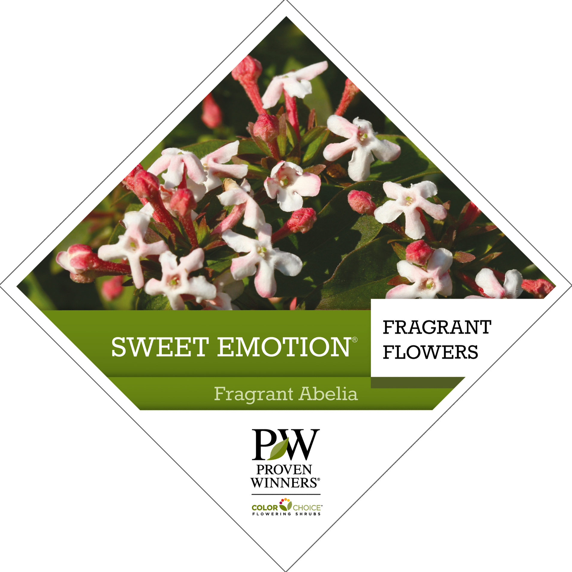 Preview of Sweet Emotion® Abelia PDF