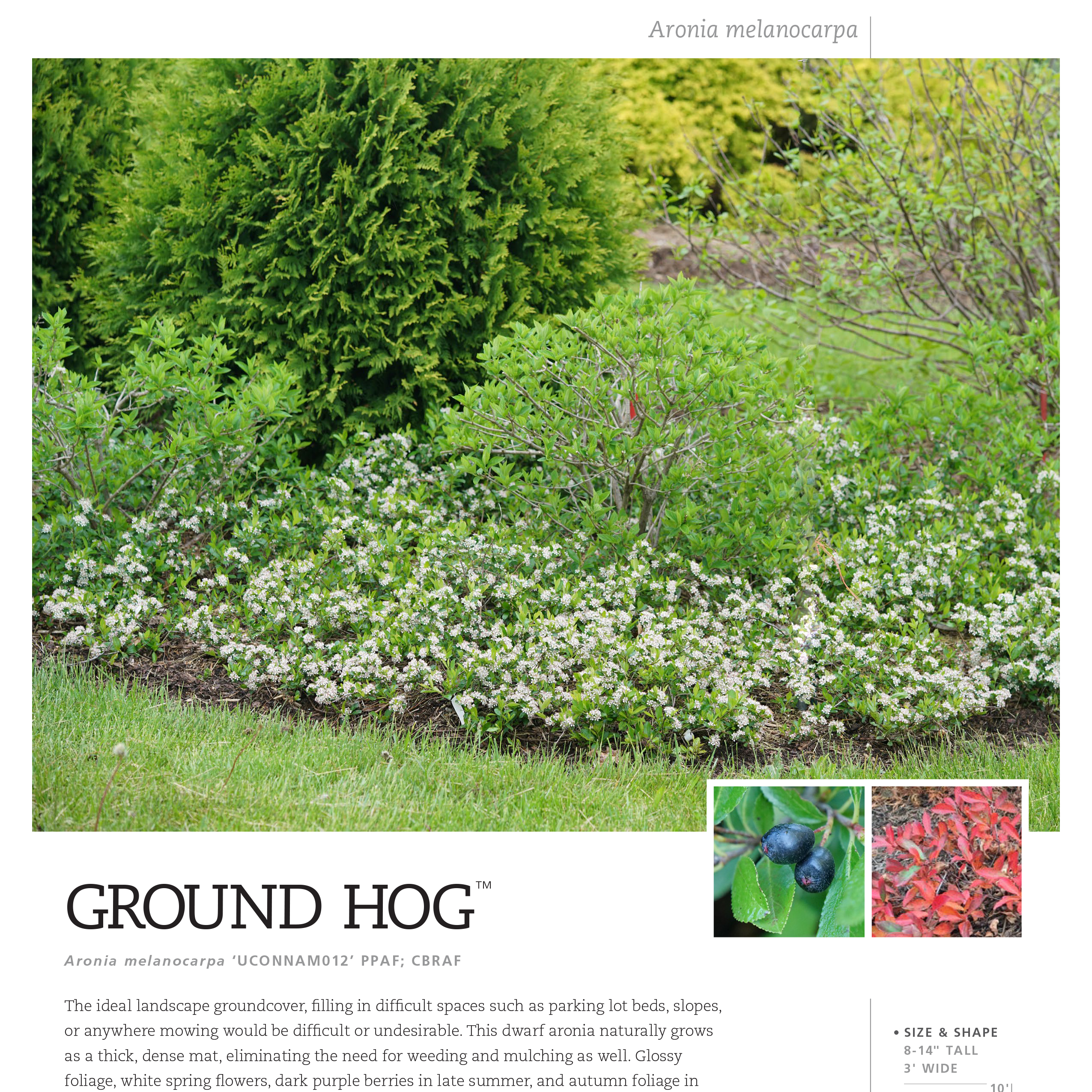 Preview of Ground Hug™ Aronia Spec Sheet PDF