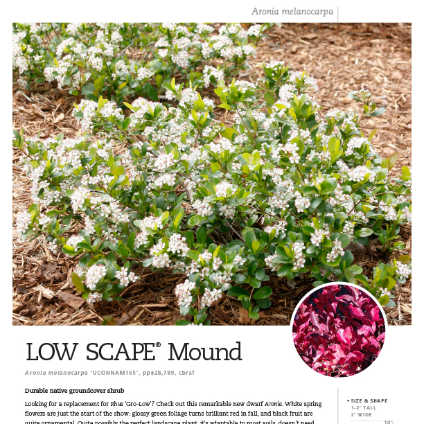 Preview of Low Scape Mound® Aronia spec sheet PDF