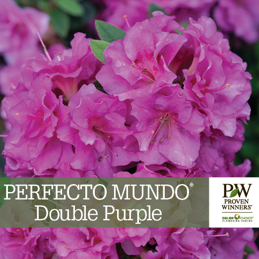 Preview of Perfecto Mundo® Double Purple Rhododendron Benchcard PDF