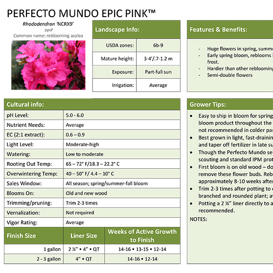 Preview of Perfecto Mundo Epic Pink™ Azalea Grower Sheet PDF