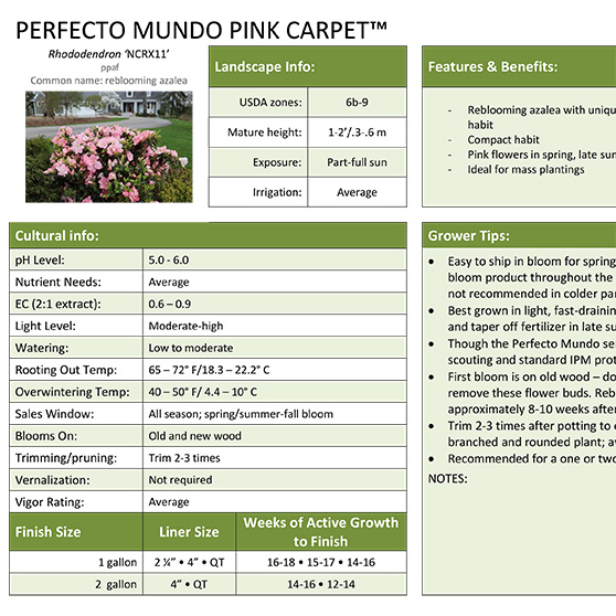 Preview of Perfecto Mundo Pink Carpet™ Azalea Grower Sheet PDF