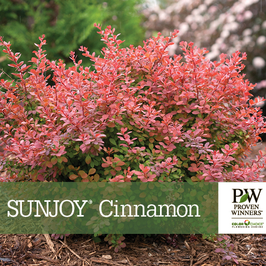 Preview of Sunjoy® Cinnamon Berberis benchcard PDF