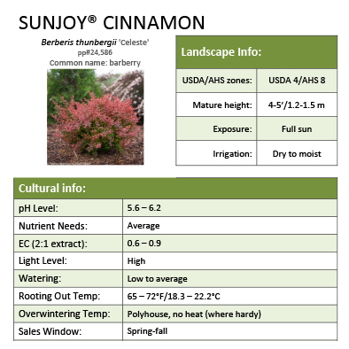 Preview of Sunjoy® Cinnamon Berberis grower sheet PDF