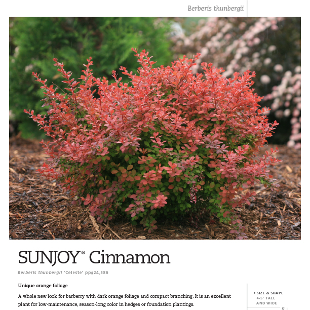 Preview of Sunjoy® Cinnamon Berberis spec sheet PDF