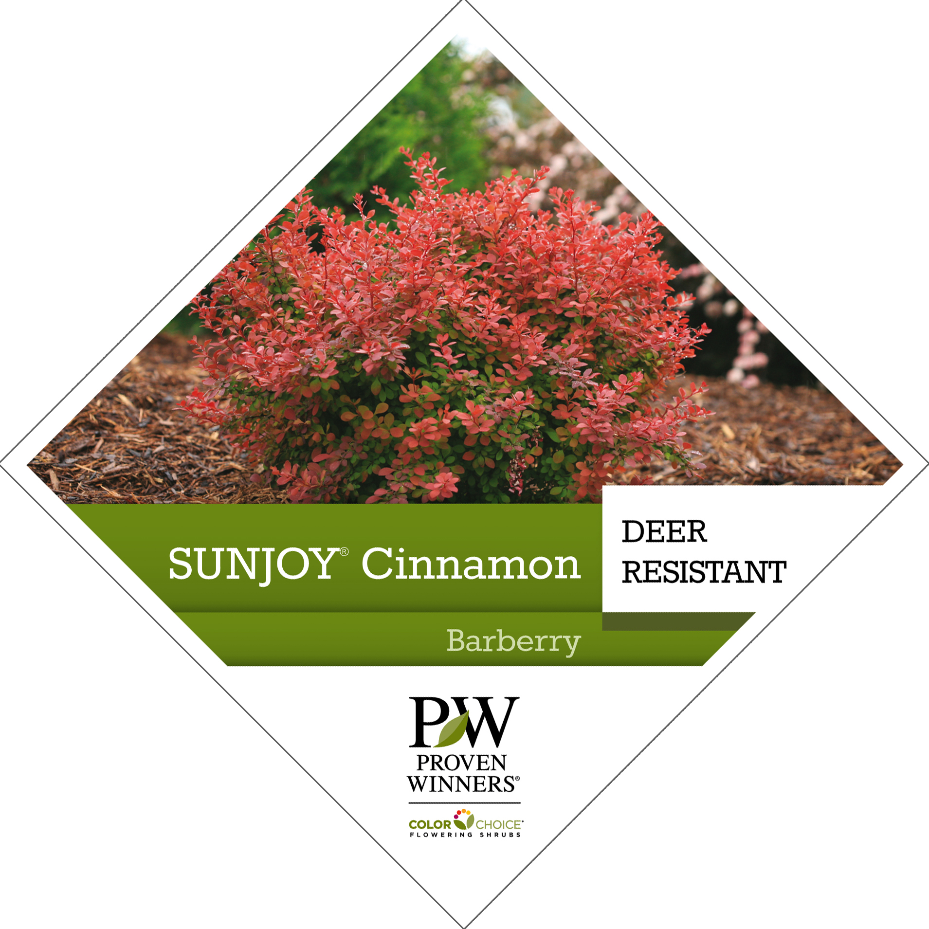 Preview of Sunjoy® Cinnamon Berberis PDF