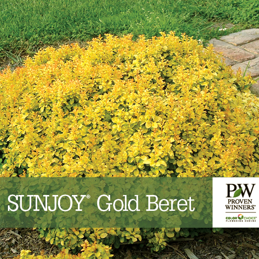 Preview of Sunjoy® Gold Beret Berberis benchcard PDF