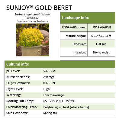 Preview of Sunjoy® Gold Beret Berberis grower sheet PDF