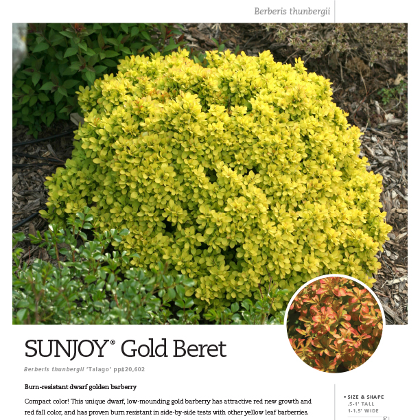 Preview of Sunjoy® Gold Beret Berberis spec sheet PDF