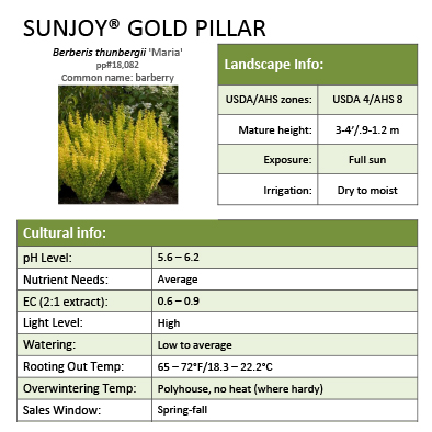 Preview of Sunjoy® Gold Pillar Berberis grower sheet PDF