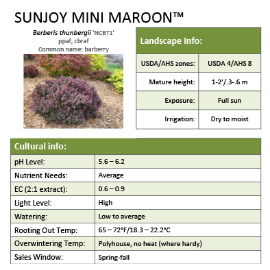 Preview of Sunjoy Mini Maroon® Berberis grower sheet PDF
