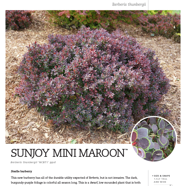 Preview of Sunjoy Mini Maroon® Berberis spec sheet PDF