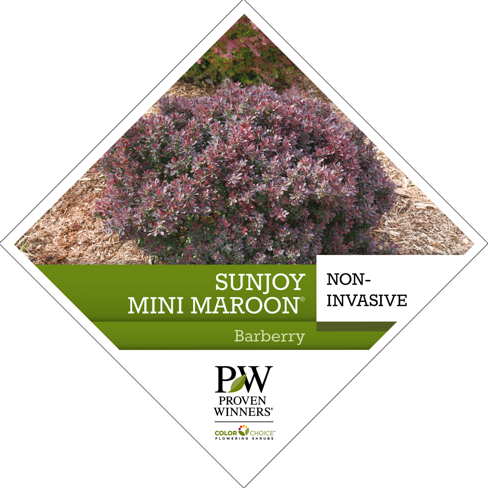 Preview of Sunjoy Mini Maroon® Berberis PDF