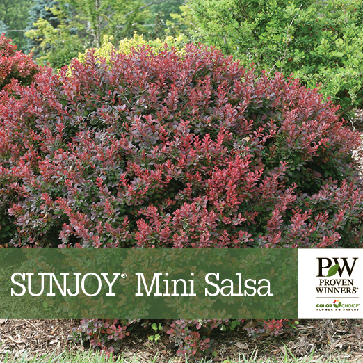 Preview of Sunjoy® Mini Salsa Berberis benchcard PDF