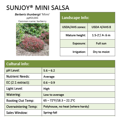 Preview of Sunjoy® Mini Salsa Berberis grower sheet PDF
