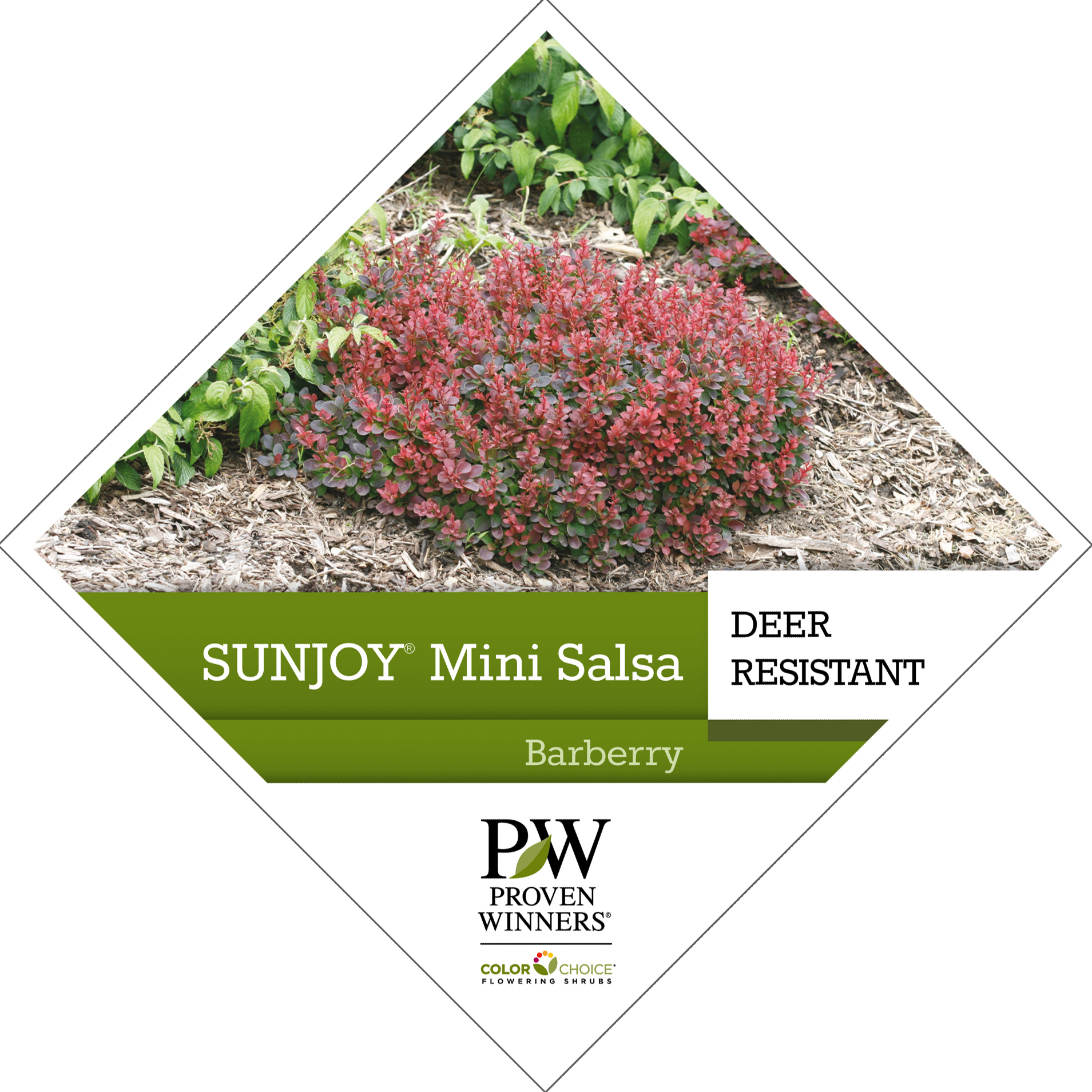 Preview of Sunjoy® Mini Salsa Berberis PDF