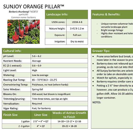 Preview of Sunjoy Orange Pillar™ Berberis Grower Sheet PDF