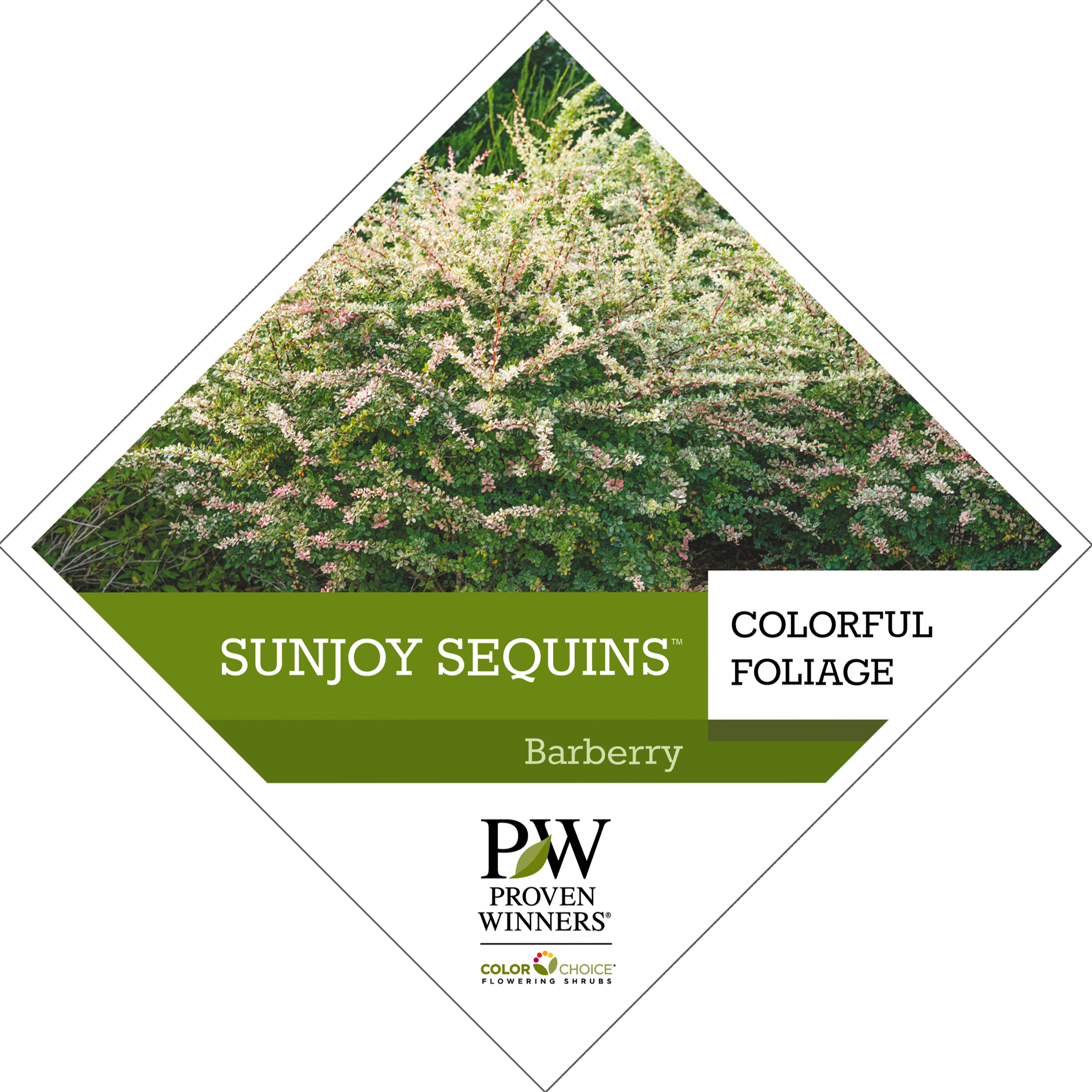 Preview of Sunjoy Sequins® Berberis Tag PDF