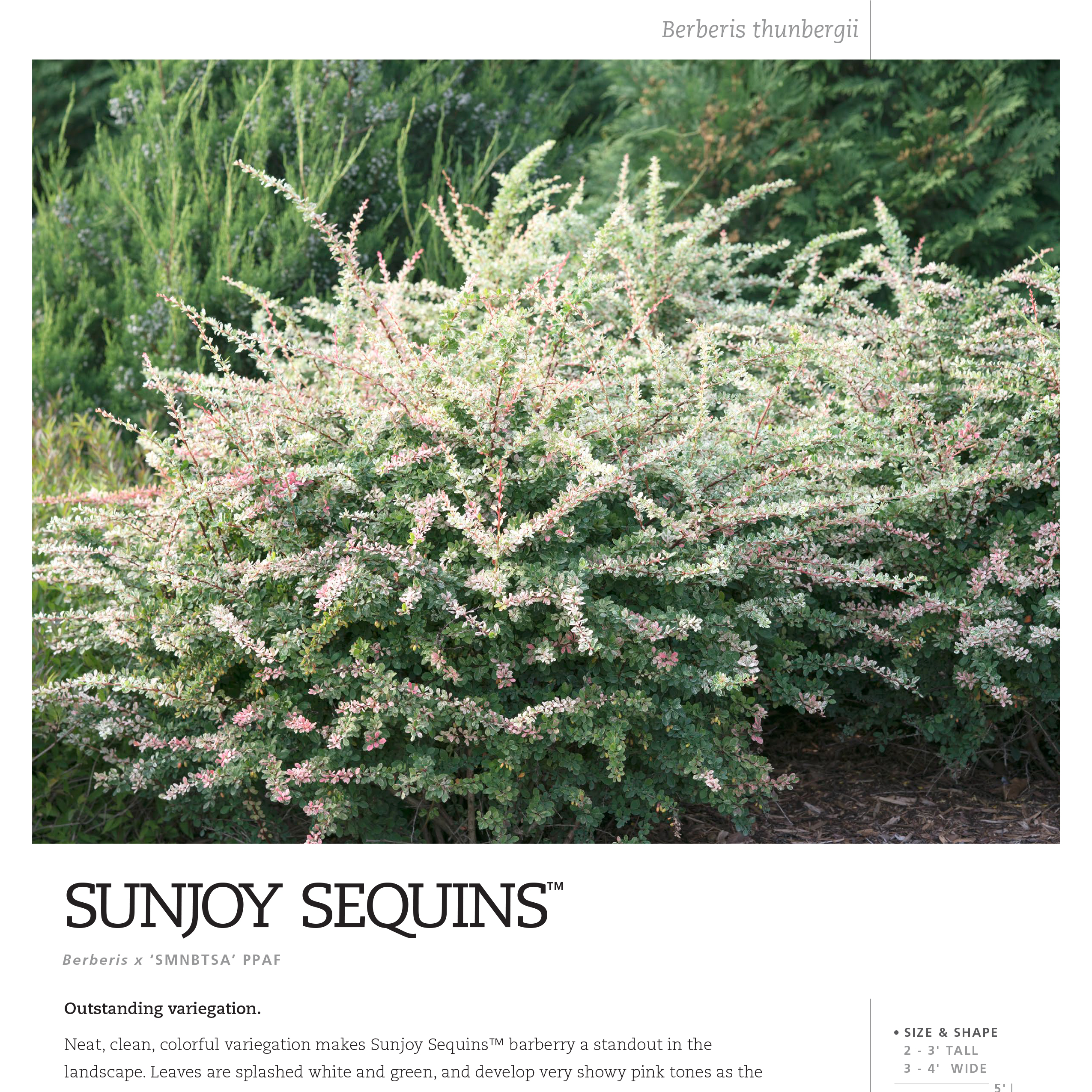 Preview of Sunjoy Sequins® Berberis Spec Sheet PDF