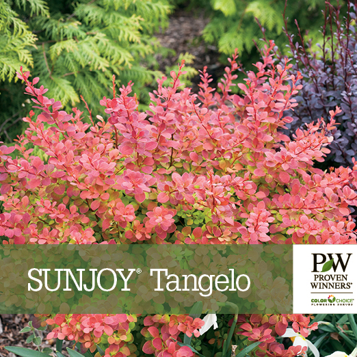 Preview of Sunjoy® Tangelo Berberis benchcard PDF