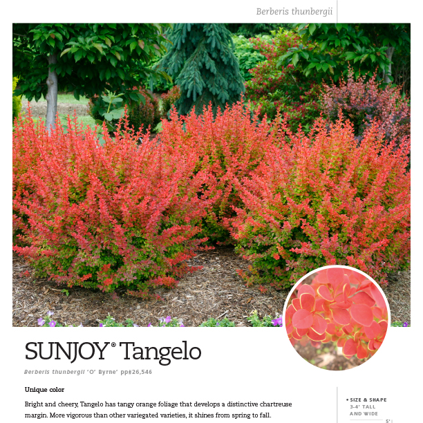 Preview of Sunjoy® Tangelo Berberis spec sheet PDF